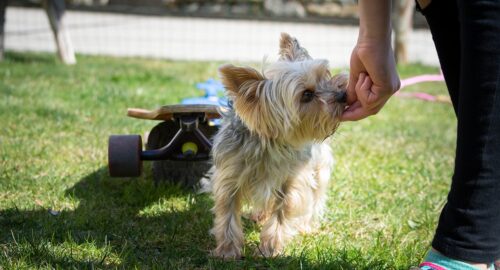 Dog training commands list