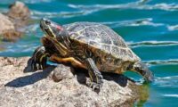 What is the Turtle Strategy?