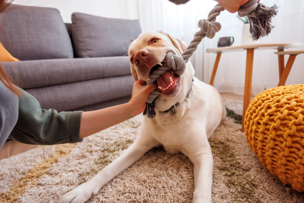 Dog Training Tips for Beginners at Home