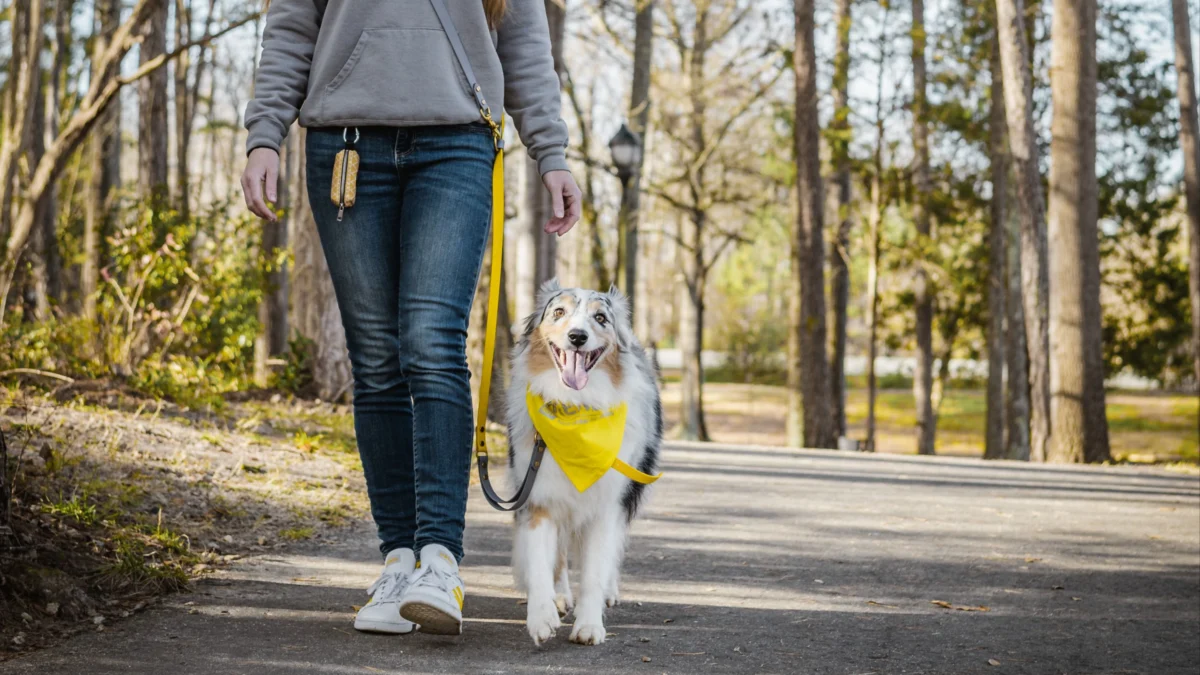 Dog Walking Without Pulling Leash